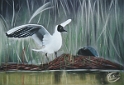 003 La Mouette